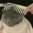 cat-combing