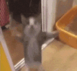 cat-dance