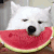 dogeatingwatermelon