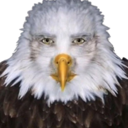 cursed-eagle-stare
